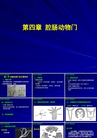 第四章腔肠动物门