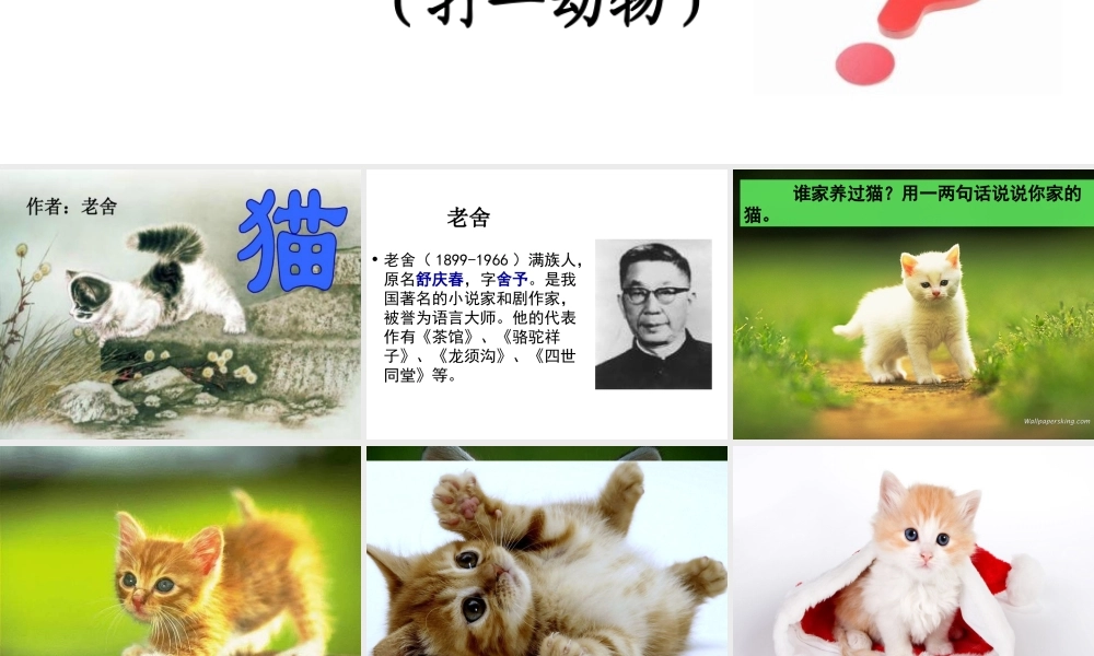 15.《猫》完美版ppt