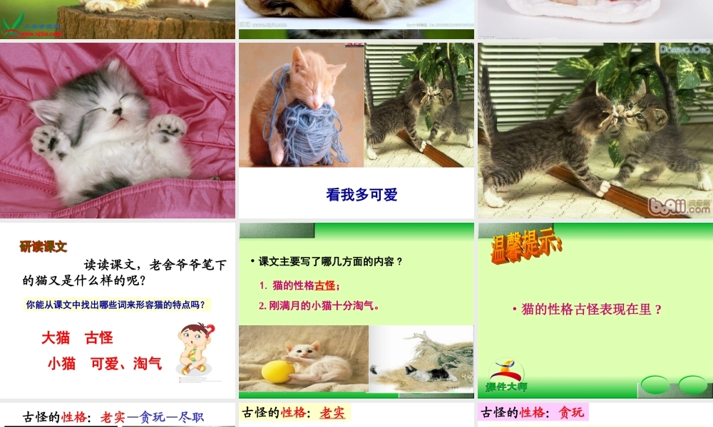 15.《猫》完美版ppt