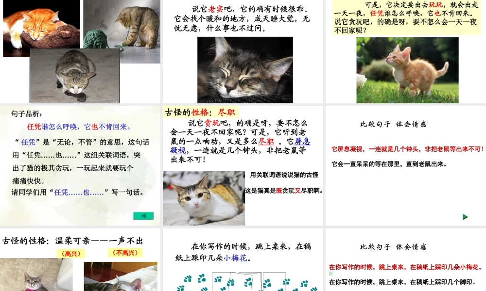 15.《猫》完美版ppt