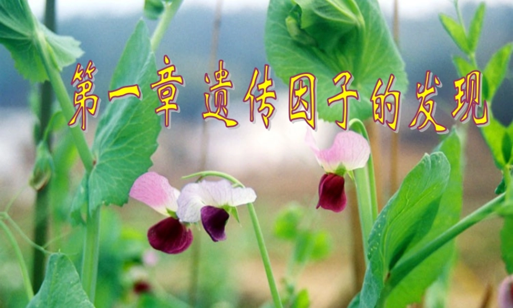 分离定律(二)