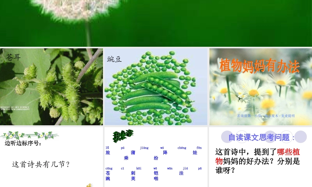《植物妈妈有办法》讲课课件