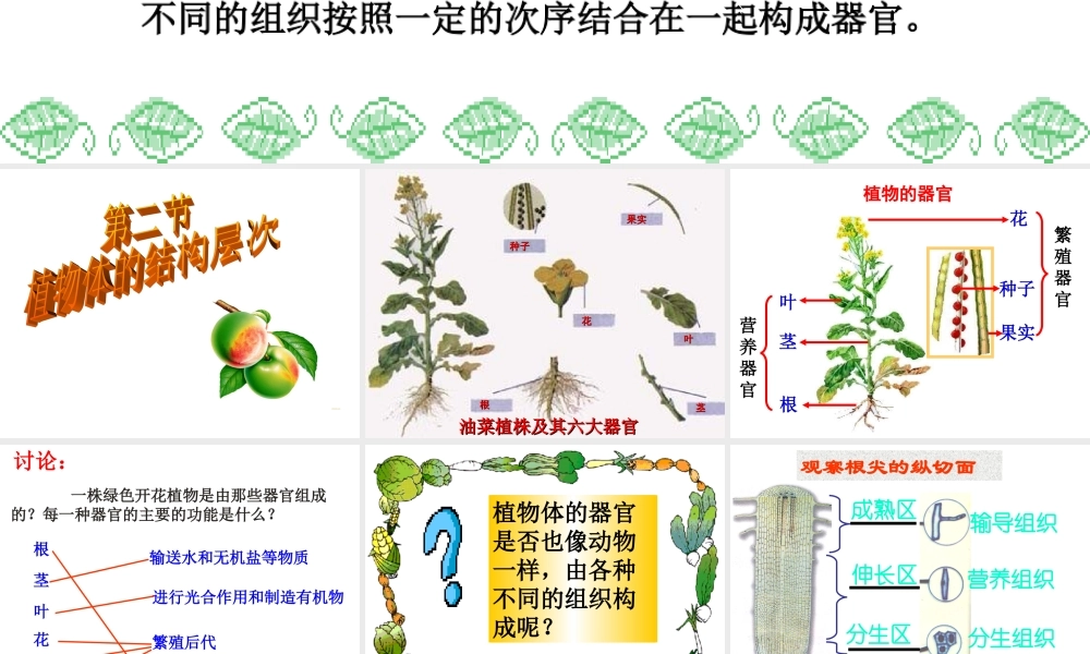 植物体的结构和层次