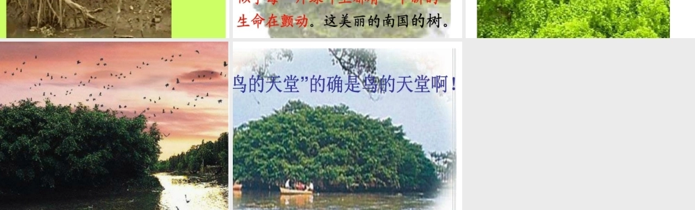 演示文稿1.ppt--鸟的天堂