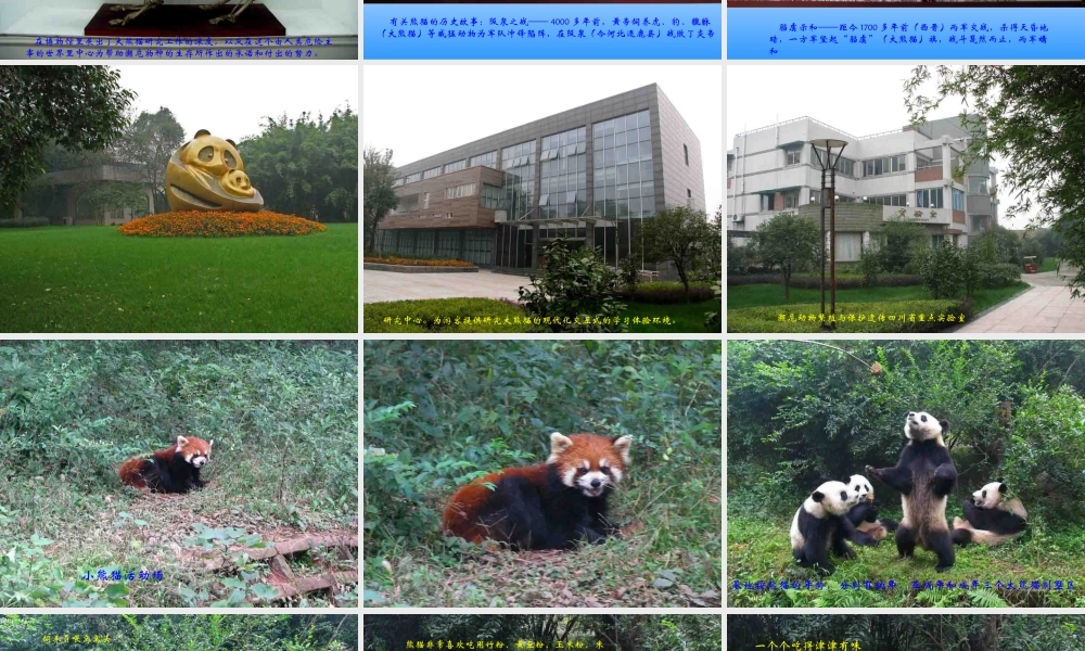 成都熊猫基地【wq发】