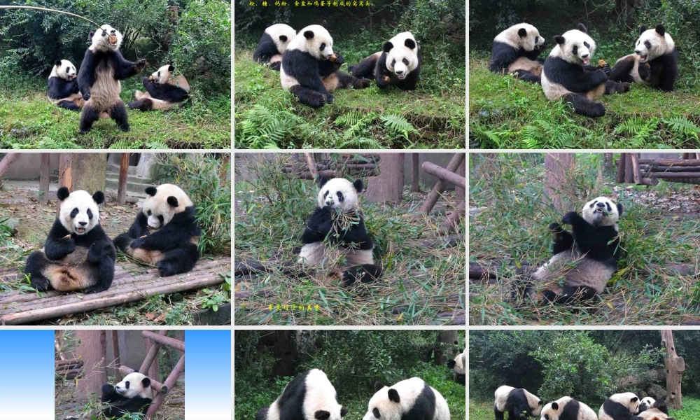 成都熊猫基地【wq发】