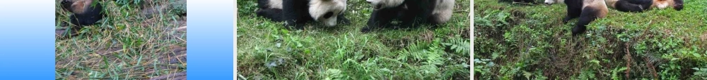 成都熊猫基地【wq发】