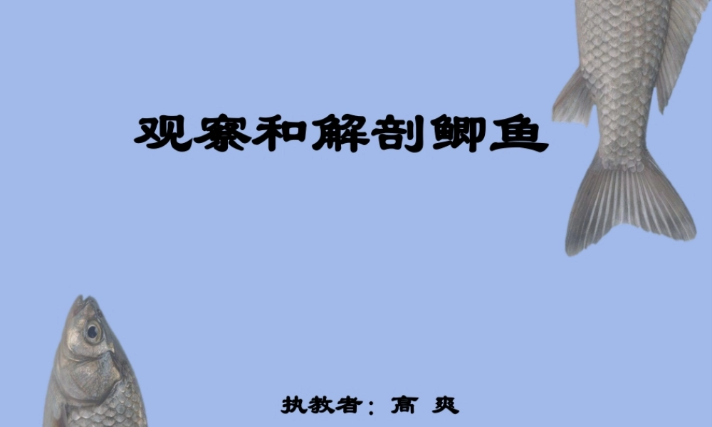 观察和解剖鲫鱼(实验)