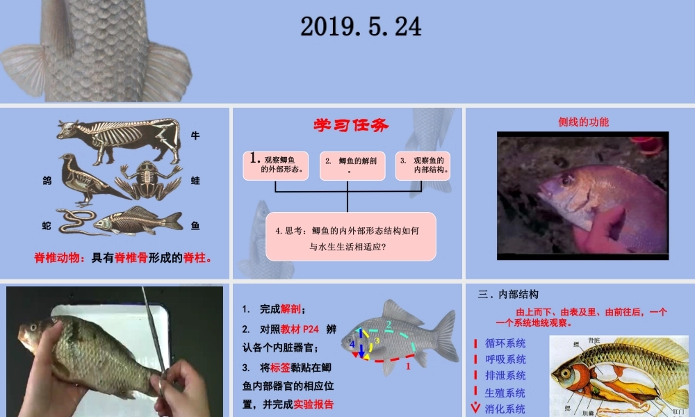 观察和解剖鲫鱼(实验)
