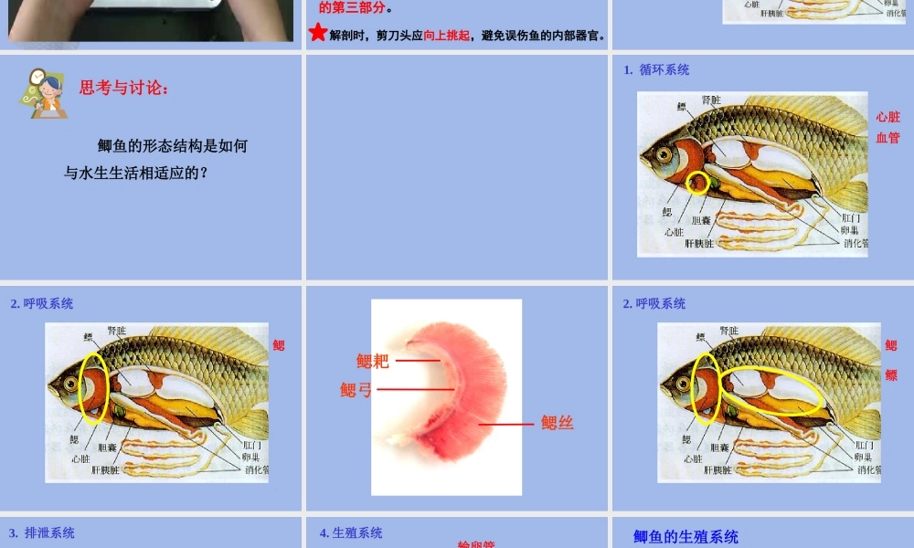 观察和解剖鲫鱼(实验)