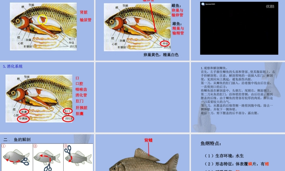 观察和解剖鲫鱼(实验)