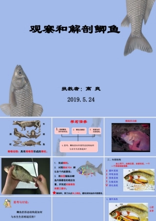 观察和解剖鲫鱼(实验)