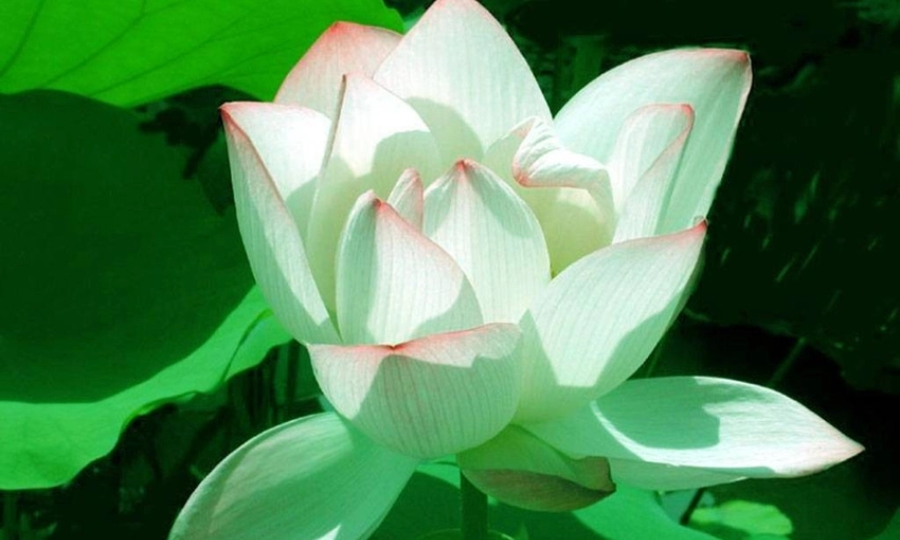 (部编)初中语文人教2011课标版七年级下册《爱莲说》的课件