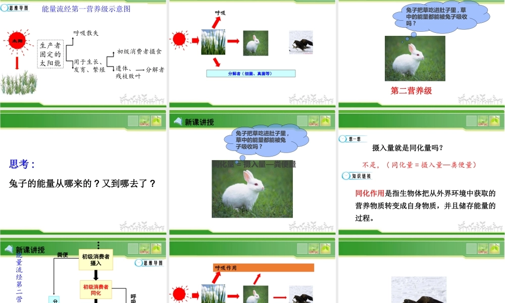 生态系统中的能量流动-(3)