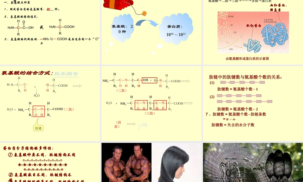 高一生物必修1生命活动的主要承担者蛋白质-新课标人教版