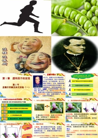 1.1-孟德尔的豌豆杂交实验(一)第一课时