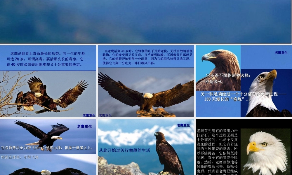 老鹰重生(励志故事)