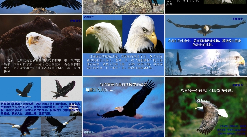 老鹰重生(励志故事)