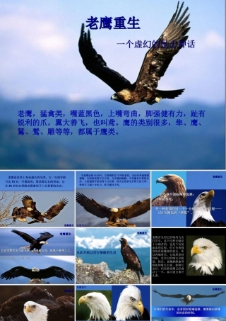 老鹰重生(励志故事)