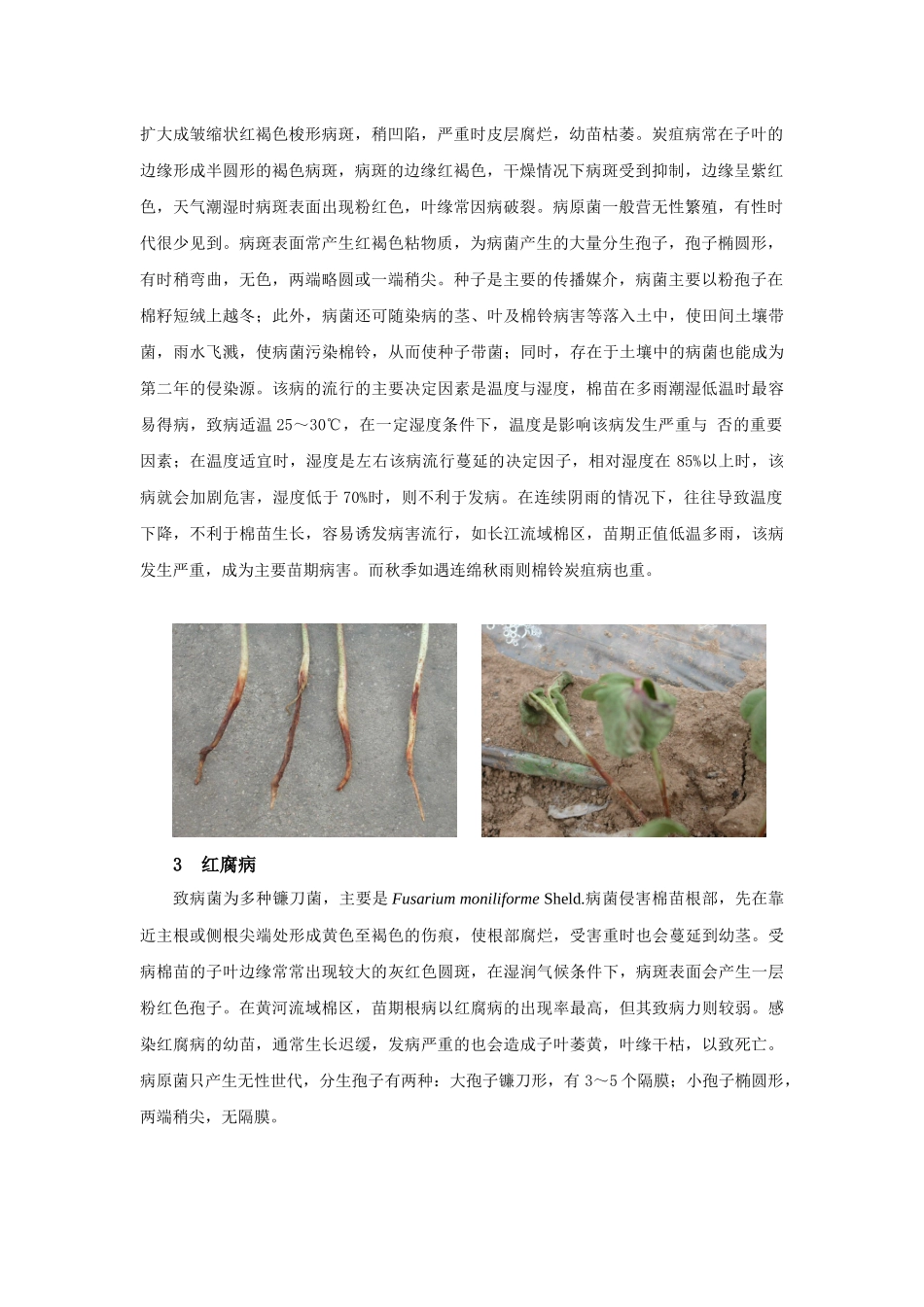 棉花主要病害及其防治措施_第2页