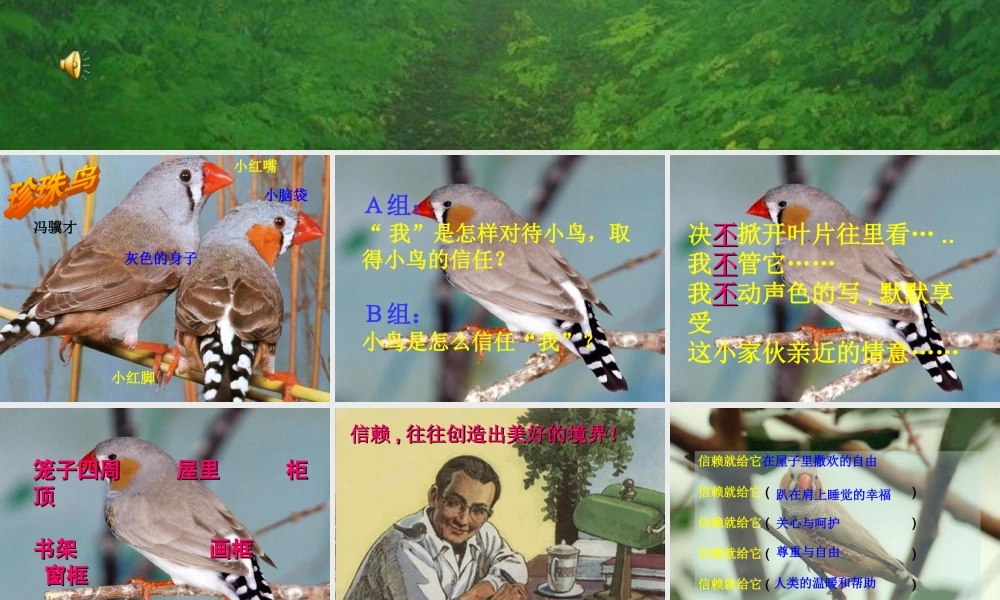 dfs-service-珍珠鸟