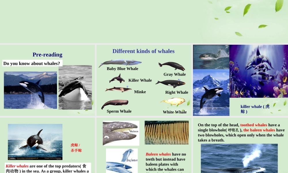 高中英语(unit3 Reading)教学课件 新人教版选修7 课件