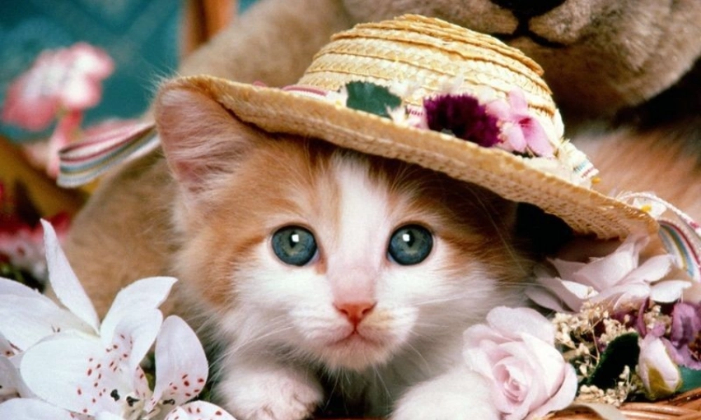 (部编)初中语文人教2011课标版七年级上册猫--郑振铎