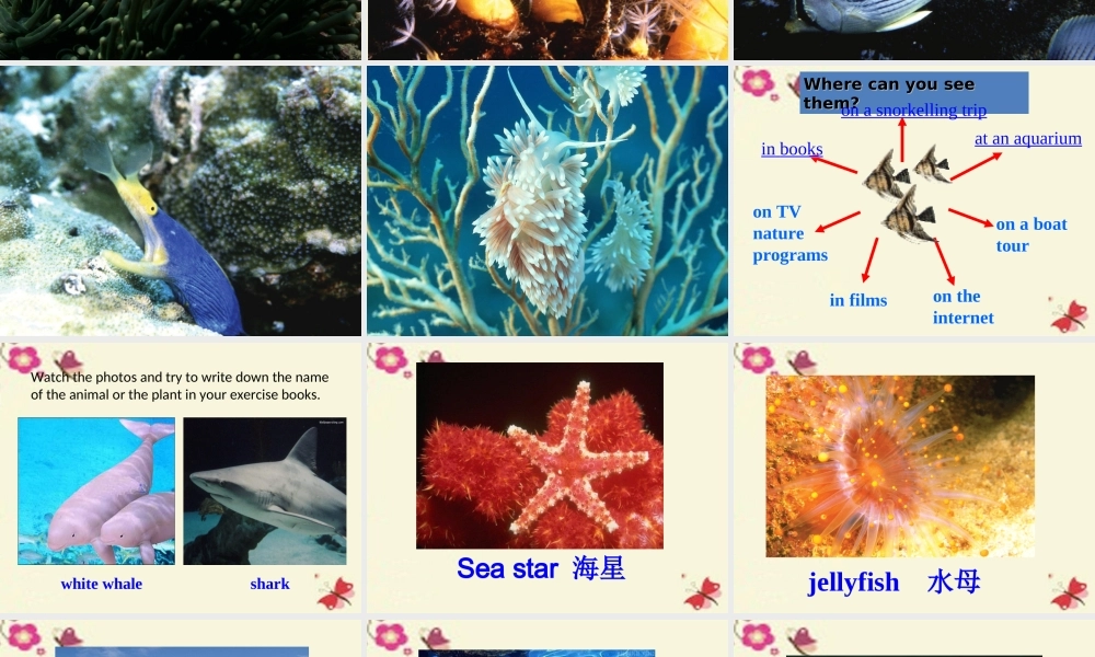 英语 Unit 3 Under the sea Period 1 Reading课件 新人教版选修7 课件
