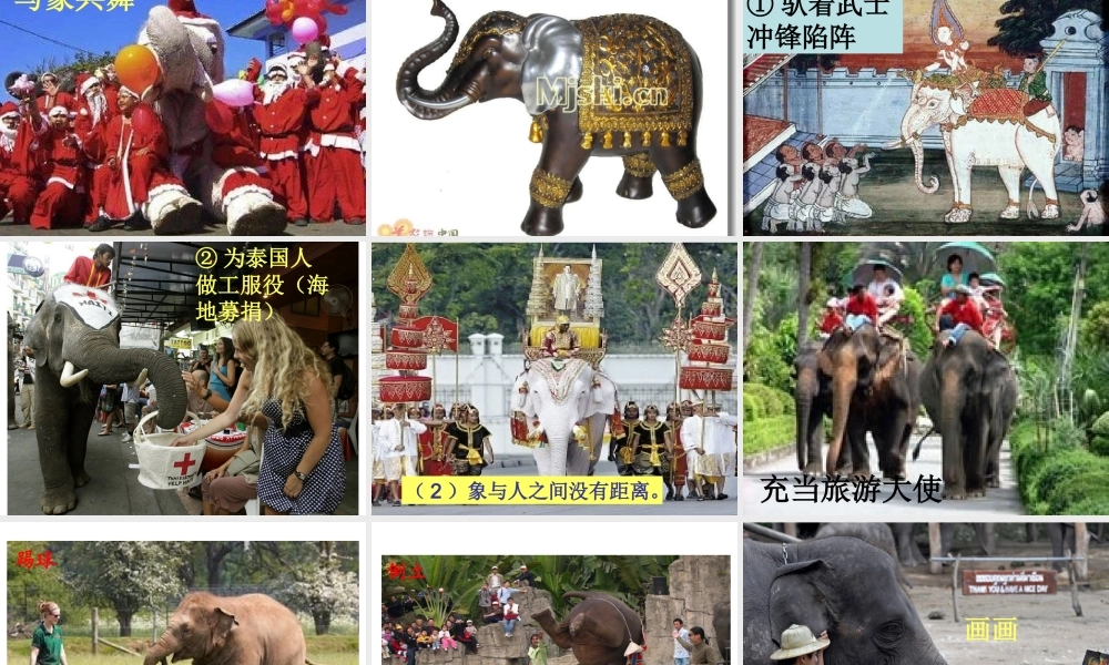 -27《与象共舞》课件111