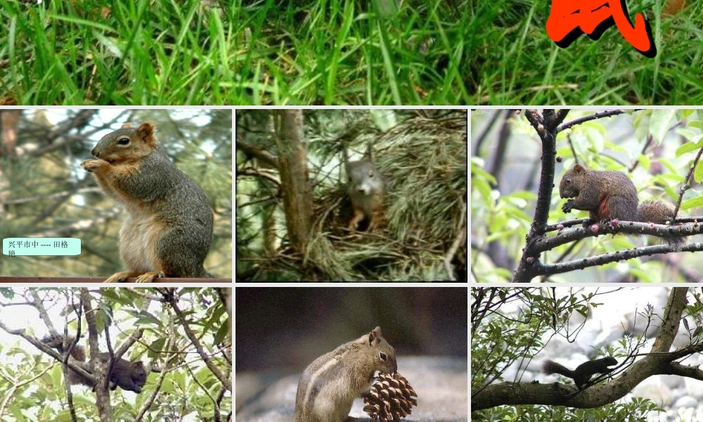 初中语文田格艳PPT课件《松鼠》