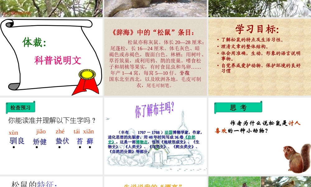 初中语文田格艳PPT课件《松鼠》