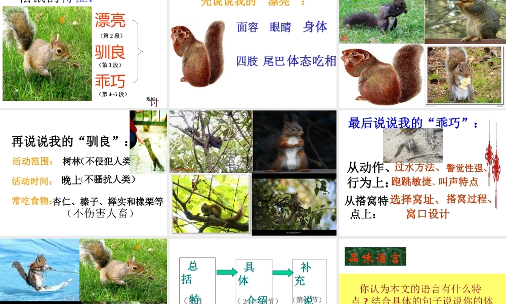 初中语文田格艳PPT课件《松鼠》
