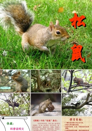 初中语文田格艳PPT课件《松鼠》
