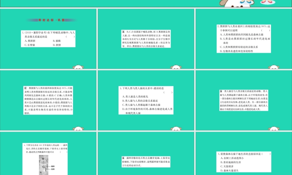 版七年级生物下册 第四单元 生物圈中的人 第一章 人的由来 1 人类的起源和发展训练课件 新人教版 课件