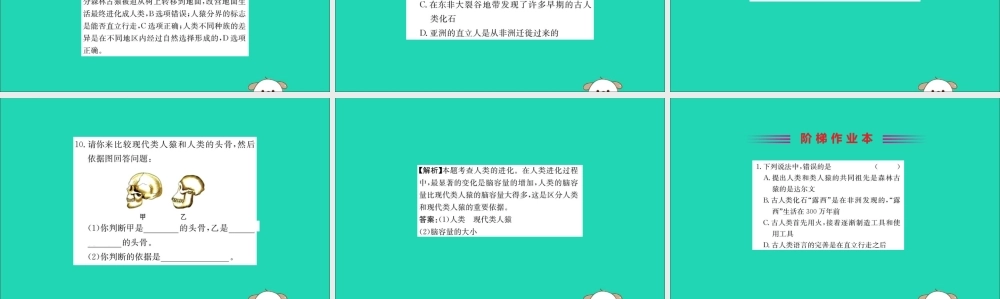 版七年级生物下册 第四单元 生物圈中的人 第一章 人的由来 1 人类的起源和发展训练课件 新人教版 课件