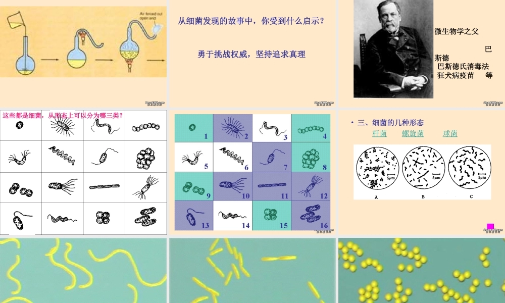 细菌八年级生物第五单元第四章第二节课件示例 课件