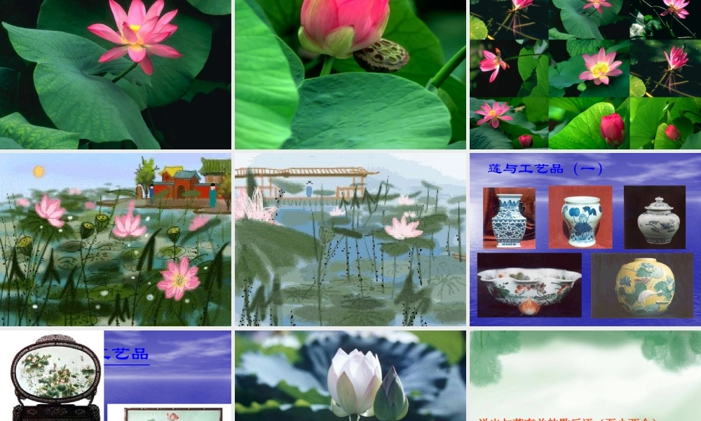 莲文化的魅力
