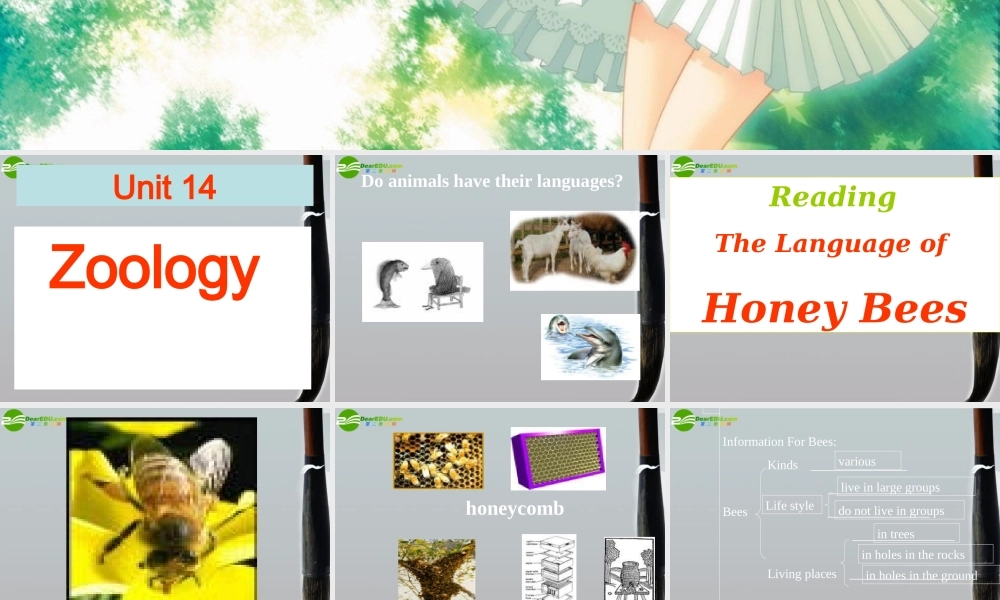 高三英语 unit14 The Language of Honey-bees课件 人教版 课件