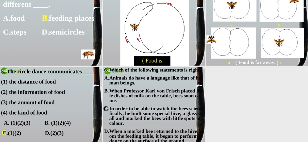 高三英语 unit14 The Language of Honey-bees课件 人教版 课件