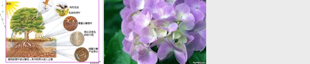 生态系统七年级生物上册 课件