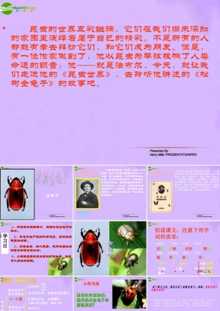 江苏省地区七年级语文下册 松树金龟子课件 人教新课标版 课件