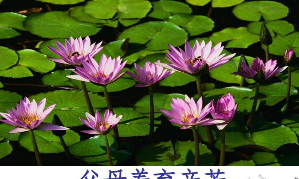 长之演说)课件 新人教版必修2