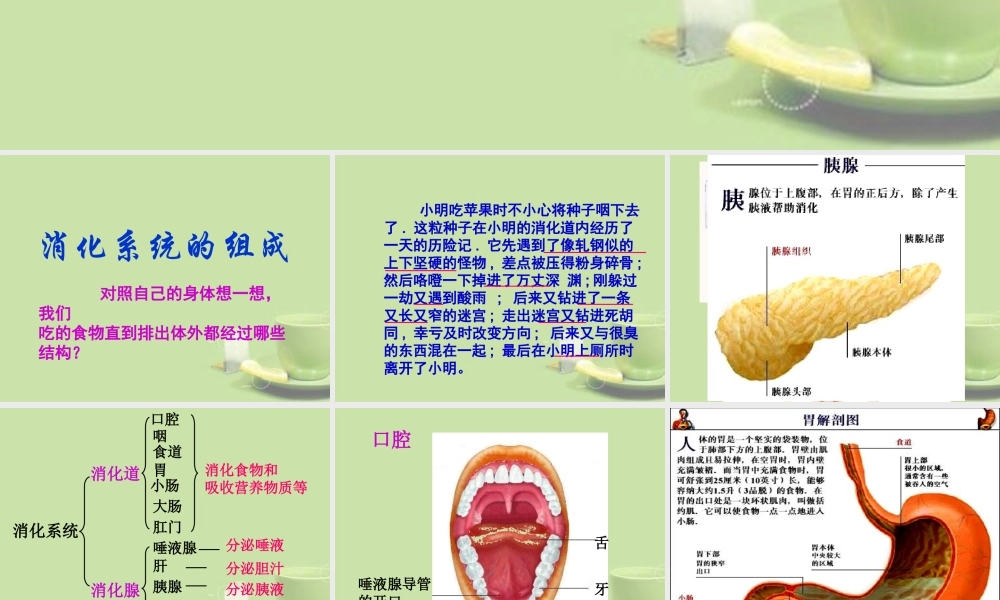 甘肃省会宁县七年级生物下册(人体对食物的消化吸收)课件(1)   课件
