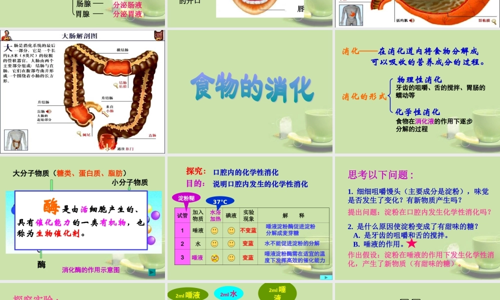 甘肃省会宁县七年级生物下册(人体对食物的消化吸收)课件(1)   课件