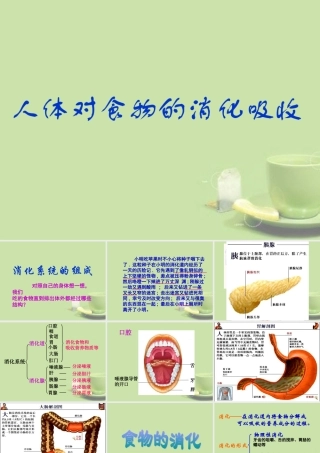 甘肃省会宁县七年级生物下册(人体对食物的消化吸收)课件(1)   课件