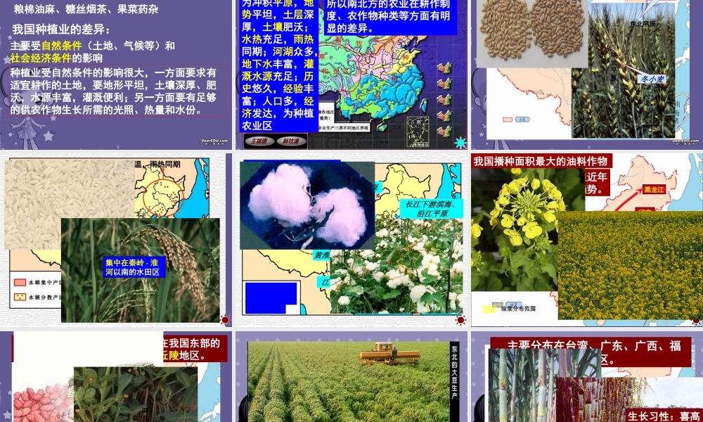 高二地理中国农业复习课件 新课标 人教版 课件