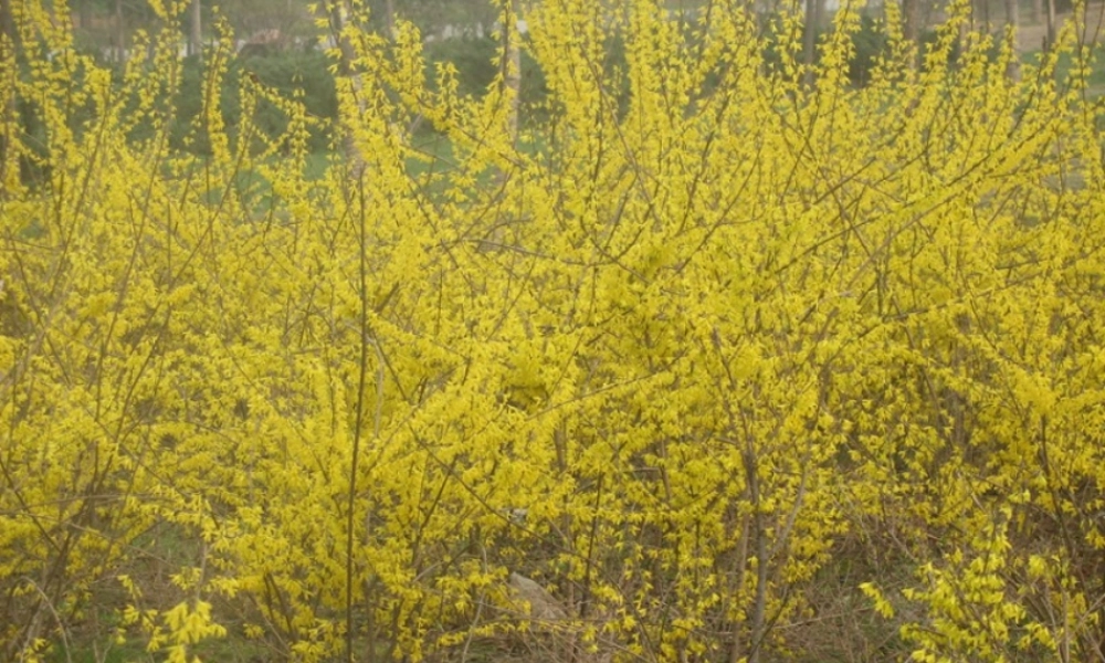 春到梅花山(第一课时)