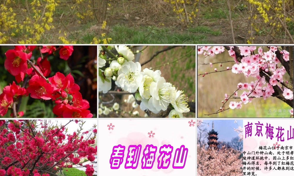 春到梅花山(第一课时)