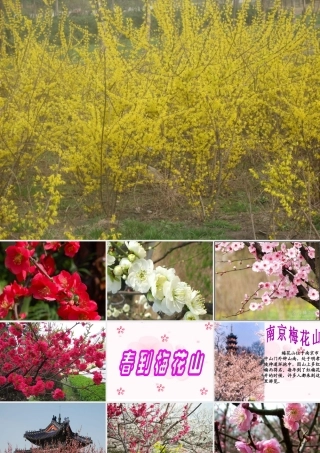 春到梅花山(第一课时)