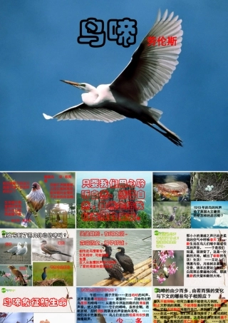 高中语文(鸟啼)课件 苏教版必修2 课件